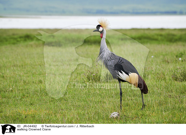 laufender Kronenkranich / walking Crowned Crane / JR-04492