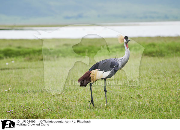 walking Crowned Crane / JR-04493