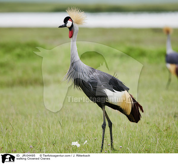 laufende Kronenkraniche / walking Crowned Cranes / JR-04495