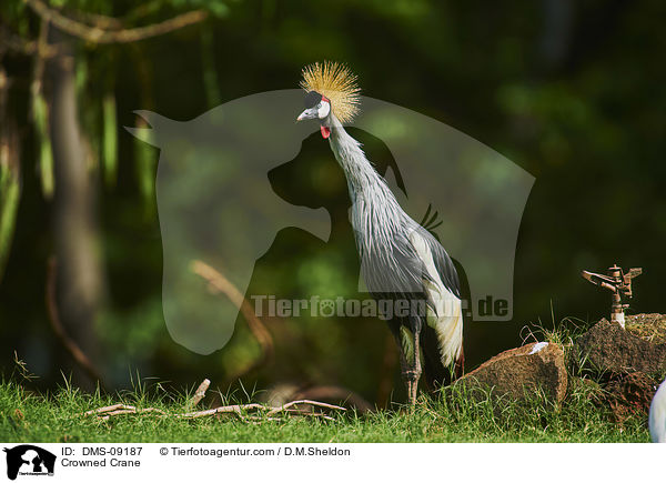 Kronenkranich / Crowned Crane / DMS-09187