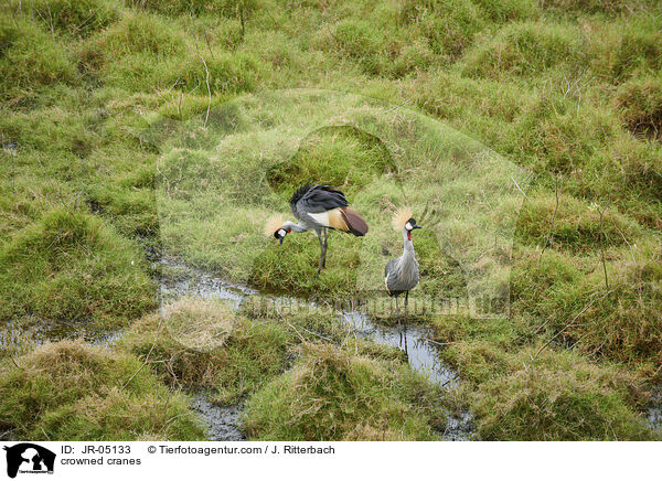 Kronenkraniche / crowned cranes / JR-05133