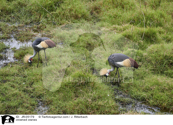 Kronenkraniche / crowned cranes / JR-05179