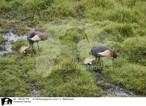 crowned cranes / JR-05179