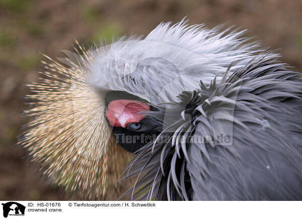 Kronenkranich / crowned crane / HS-01676