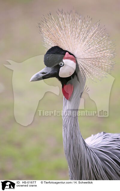 Kronenkranich / crowned crane / HS-01677