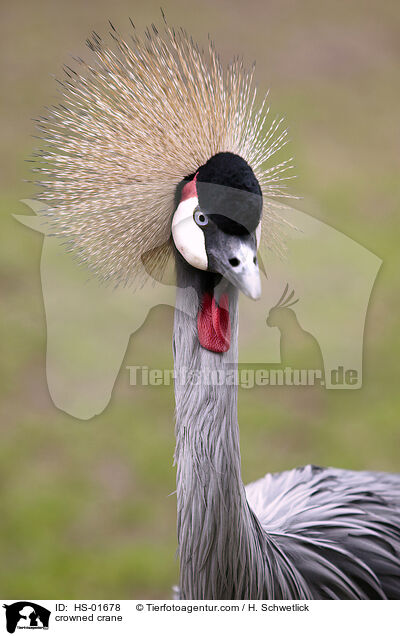 Kronenkranich / crowned crane / HS-01678