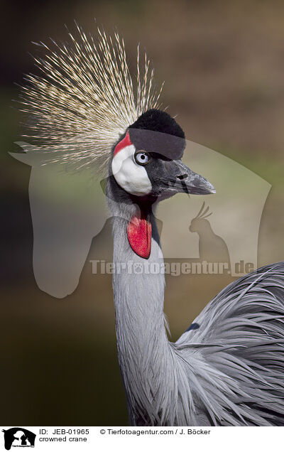 crowned crane / JEB-01965
