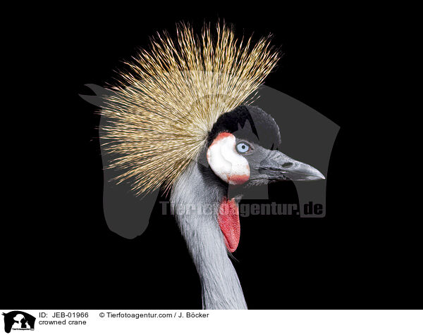 crowned crane / JEB-01966
