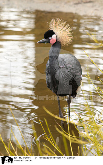crowned crane / HL-02674