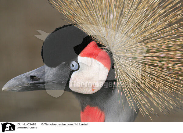 Kronenkranich / crowned crane / HL-03488