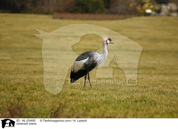 crowned crane / HL-03495
