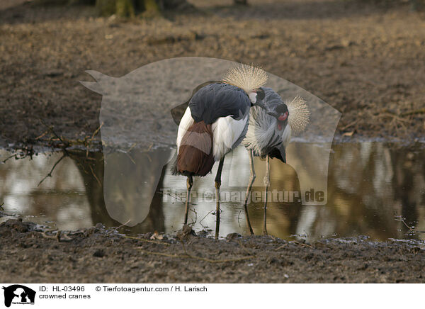 Kronenkraniche / crowned cranes / HL-03496