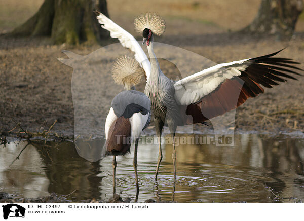 crowned cranes / HL-03497