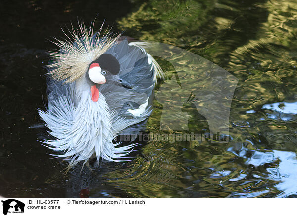 Kronenkranich / crowned crane / HL-03577