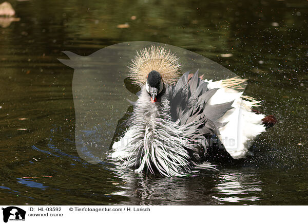 Kronenkranich / crowned crane / HL-03592