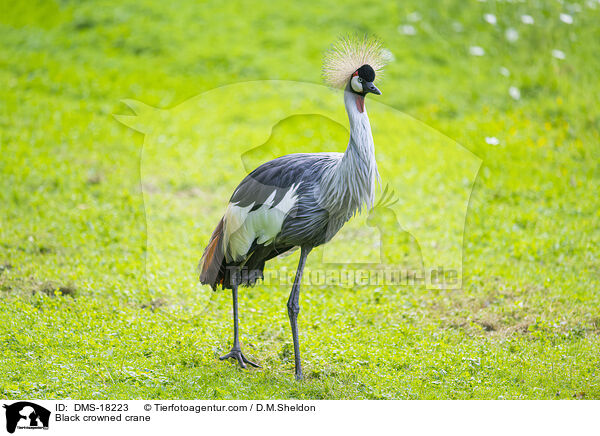 Kronenkranich / Black crowned crane / DMS-18223
