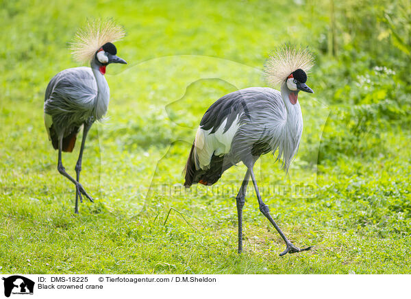 Kronenkranich / Black crowned crane / DMS-18225
