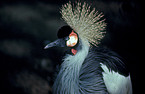 Crowned Crane