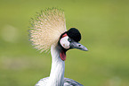 crowned crane