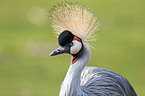 crowned crane