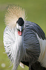 crowned crane