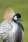 crowned crane