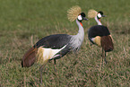 crowned cranes