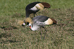 crowned cranes