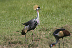 crowned cranes