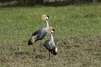 crowned cranes