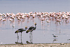 crowned cranes