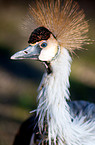 crowned crane