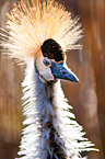 crowned crane