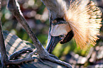 crowned crane