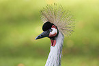 crowned crane