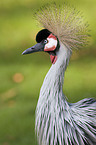 crowned crane