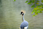 crowned crane