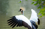 crowned crane