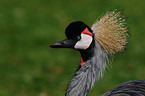 crowned crane