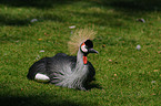 crowned crane