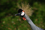 crowned crane