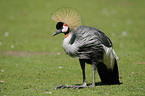 crowned crane