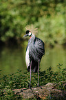 crowned crane