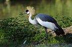 crowned crane