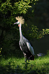 crowned crane