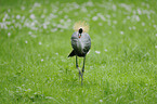 crowned crane