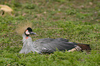 crowned crane