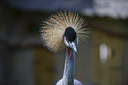 crowned crane