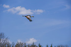 crowned crane