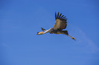 crowned crane